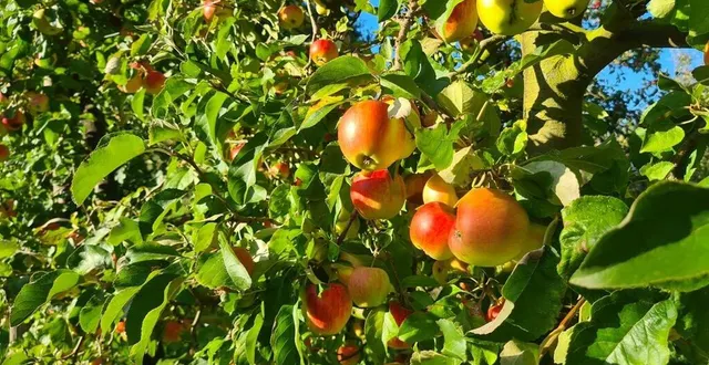 photo  les pommes du domaine de la mare, prêtes à être cueillies.  &copy;  ouest-france 
