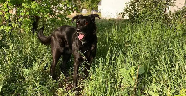 photo  les propriétaires des chiens sont responsables du comportement de leur animal.  &copy;  le maine libre 