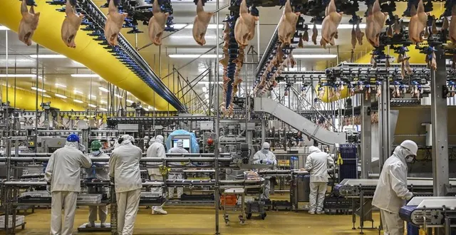 photo  ldc est un géant de la volaille en europe.  &copy;  archives le maine libre - denis lambert 