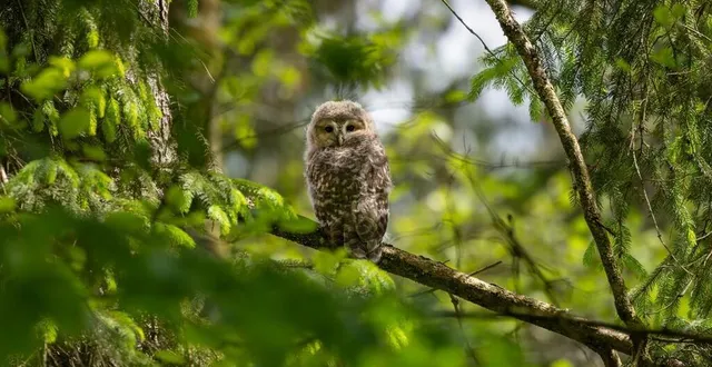 photo  une chouette de l’oural, venue du zoo de la flèche (sarthe) a été réintroduite en bavière cet été 2024.  &copy;  hhm-photography/vlab 