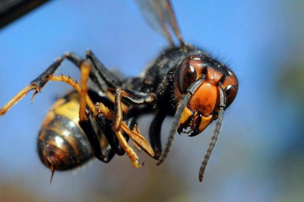 Une attaque de frelons asiatiques fait un mort et quatre blessés, dont un grièvement, en