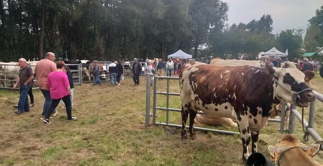 photo  le foirail, un lieu incontournable du comice agricole.  &copy;  le maine libre 