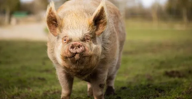 photo  le cochon heston avait été recueilli à l’âge de trois ans par le refuge.  &copy;  photo ludovic sueur / refuge groingroin 