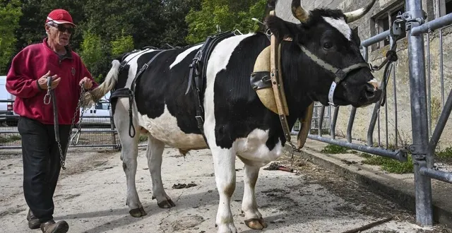 photo  depuis plus de deux ans, luc bernard réalise travaux de maraîchage et de débardage avec l’aide, notamment, de son bœuf réglisse.  &copy;  le maine libre – denis lambert 