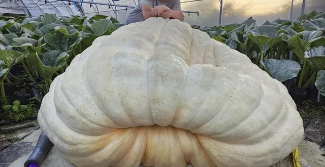 photo  au plus fort de sa croissance, vers le jour 35 à 45 après la pollinisation, un potiron peut prendre jusqu’à 25 kg par jour !  &copy;  mehdi daho 