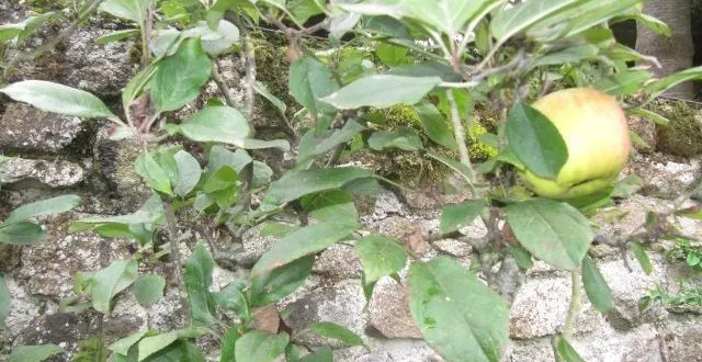 photo  la pomme, thème de la fête de la création 2024 à la carneille, le 28 septembre.  &copy;  ouest-france 