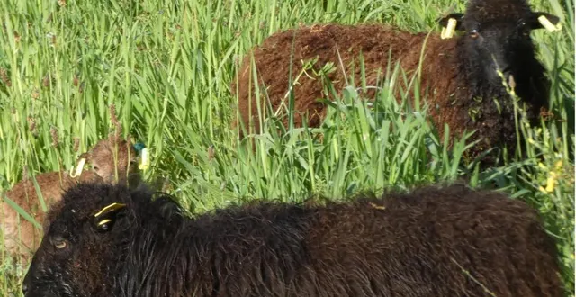 photo  la commune avait accueilli les moutons en avril dernier.  &copy;  le maine libre 