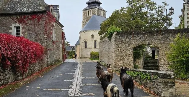 photo  des boucs en visite dans le centre-bourg de savennières.  &copy;  jérémy girault 