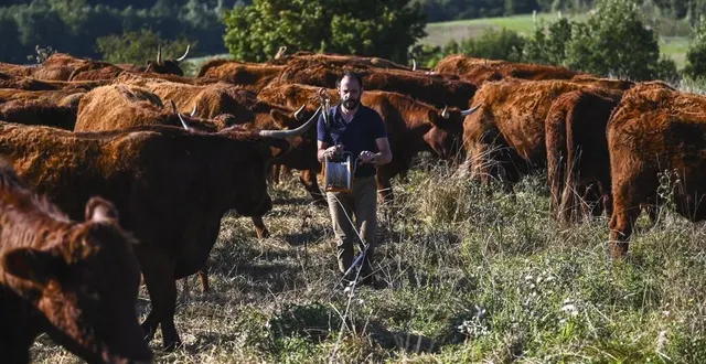 photo  chaque jour, sébastien champion joue de son enrouleur pour déplacer son cheptel de quelques mètres.  &copy;  le maine libre - denis lambert 