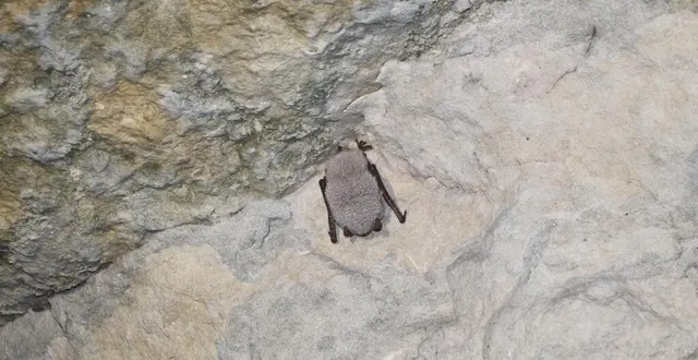 photo  un murin de daubenton, l'une des espèces de chauves-souris présentes dans la grotte de loisail, dans l'orne.  &copy;  ouest-france 