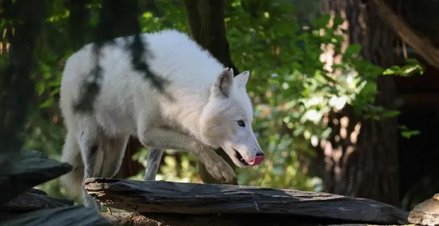 photo  les deux louves arctiques introduites au zoo de la flèche arrivent d’un autre parc zoologique.  &copy;  zoo de la flèche 