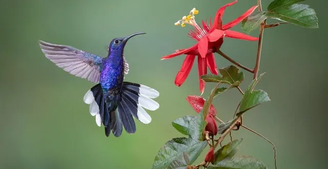 photo  voici l’une des superbes photos animalières que l’on pourra admirer à nat’expo 2024, samedi et dimanche, à asnières-sur-vègre.  &copy;  alain vigneron 