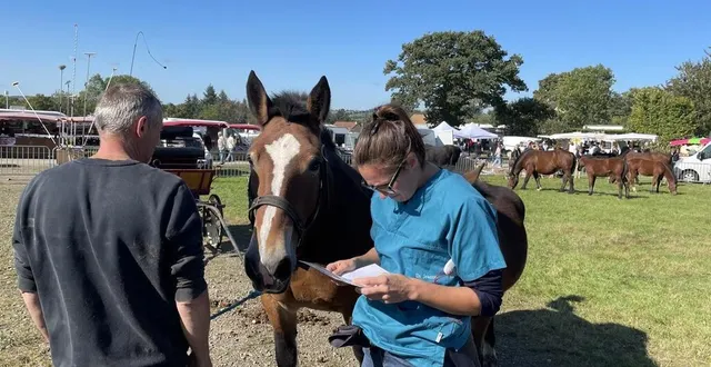 photo  quelques chevaux de race cob normand sont visibles à la foire saint-denis de montilly-sur-noireau, dans l’orne, ces samedi 5 et dimanche 6 octobre 2024.  &copy;  ouest-france 
