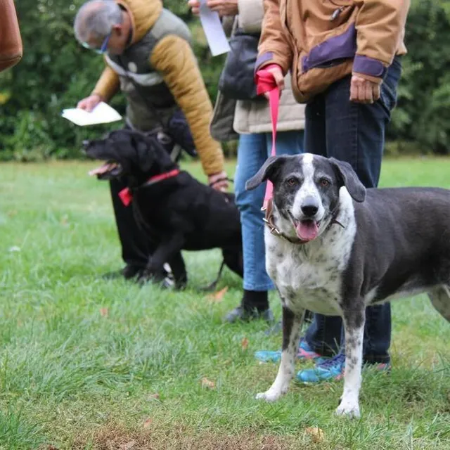 photo une première organisée pour la journée mondiale des animaux et dans le cadre de la célébration de saint-françois d’assise.  ©  ouest-france
