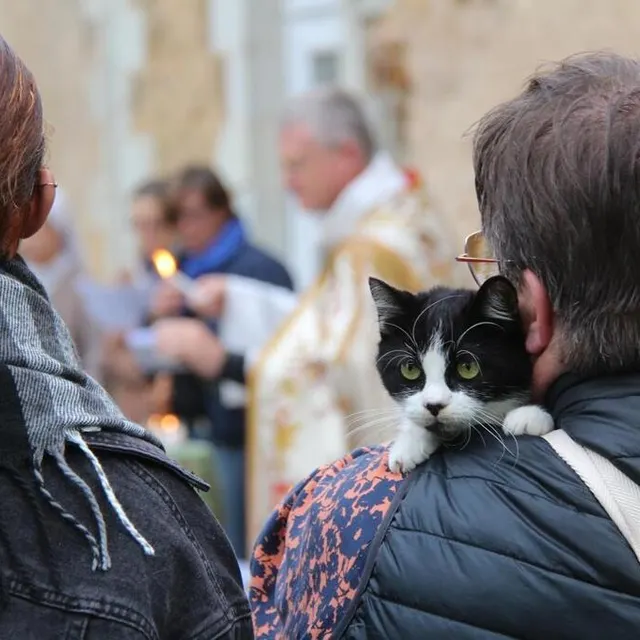 photo chats et chiens ont cohabité le temps d’une bénédiction.  ©  ouest-france