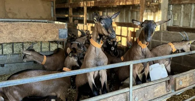 photo  les chèvres de race alpine sont les plus courantes dans notre région.  &copy;  yanne boloh 