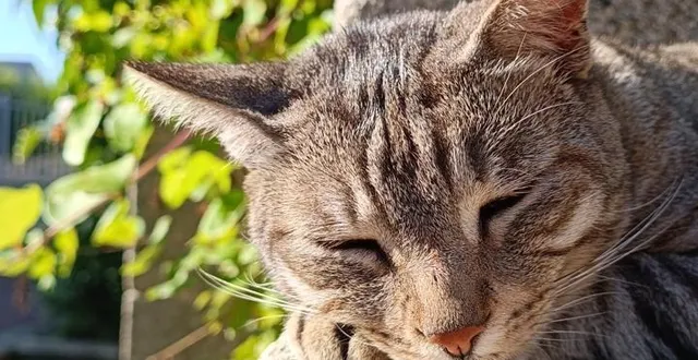 photo  jack devra désormais apprendre à vivre sur trois pattes.  &copy;  ouest-france 