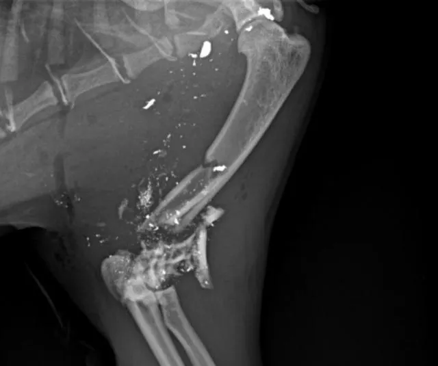 photo sur la radio prise par le vétérinaire, on voit des taches blanches, qui sont en fait des extraits de balle.  ©  clinique anovet