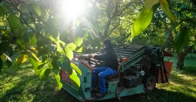 photo maine-et-loire : vente de noix à la cueillette du 12 au 25 octobre à juvardeil