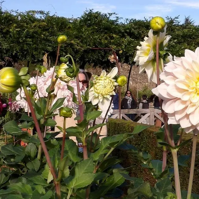 photo couleur porcelaine rosée, ce dahlia à la floraison tardive terminera la saison fleurie du potager colbert chaque année.  ©  ouest-france