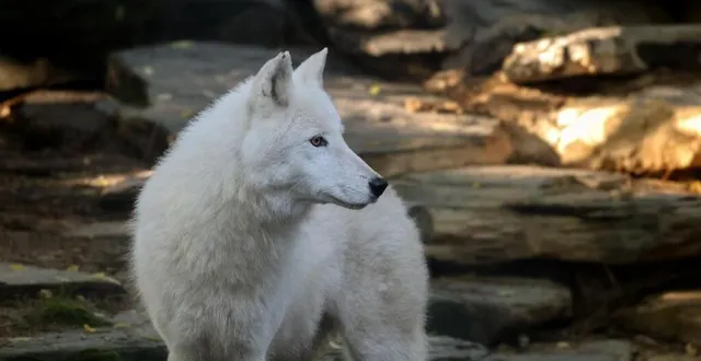 photo  deux louves arctiques ont rejoint le zoo de la flèche (sarthe) le 12 septembre 2024.  &copy;  zoo de la flèche 