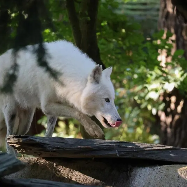 photo tiksi, 1 an, et siora, 4 ans, arrivent du parc planète sauvage, en loire-atlantique.  ©  zoo de la flèche