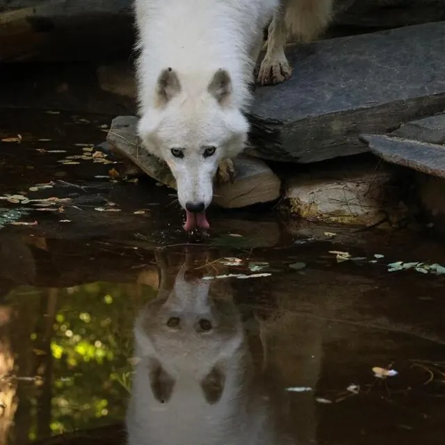 photo « les premiers contacts (avec albator) ont été très positifs », souligne le zoo de la flèche.  ©  zoo de la flèche