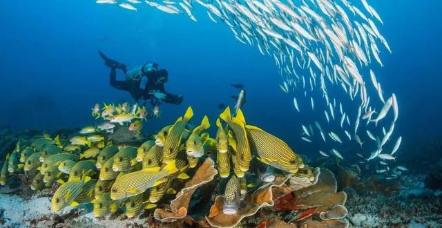 photo  océan, fonds marins sont parmi les plus riches en biodiversité de la planète. un thème évoqué lors de la fête de la science.  &copy;  archives ouest-france 