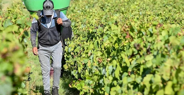 photo  le raisin récolté en 2024 ne produit pas beaucoup de sucre.  &copy;  archives franck dubray/ouest france 