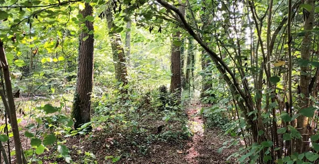 photo  les habitants sont invités à percevoir la forêt de linières au fil des saisons, en participant à des balades découvertes.  &copy;  ouest-france 