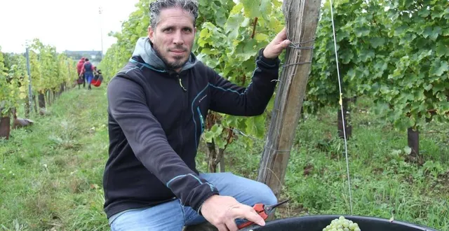 photo  c’est ici, dans les vignes du domaine expérimental de montreuil-bellay, dans le maine-et-loire, que s’inventent les cépages de demain.  &copy;  ouest-france 