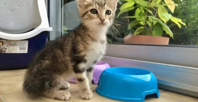 photo  un chaton est tombé dans un puits à maicorne-sur-sarthe.  &copy;  photo d’illustration le maine libre 
