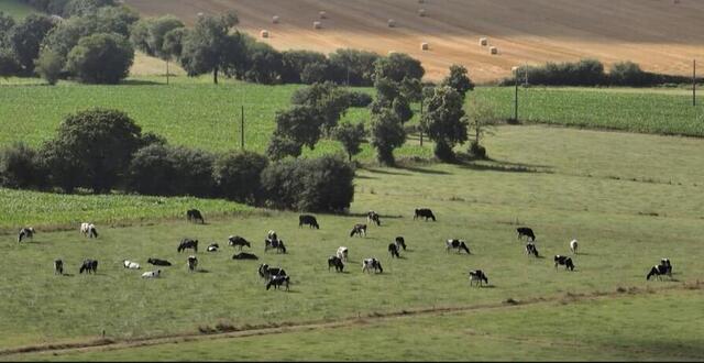 « Vache folle » : retour sur la crise qui a traumatisé la France, ce ...