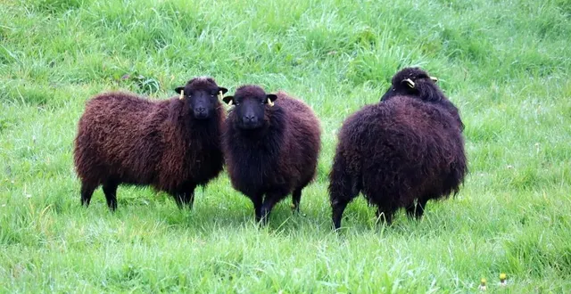 photo  moutons et brebis (photo) d’ouessant sont prisés pour écopâturer dans les communes.  &copy;  archives ouest-france 