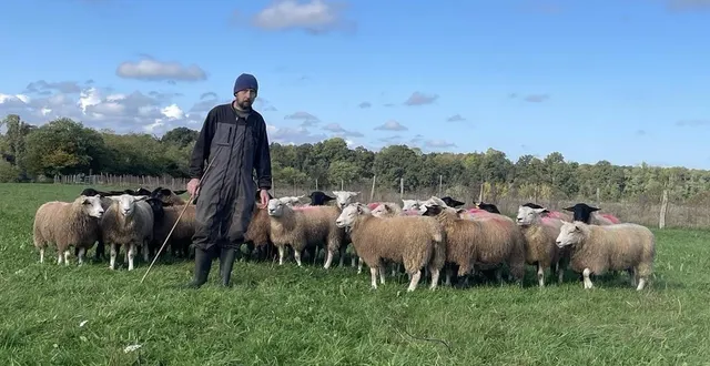 photo  sur ses 25 ha de terres, julien torzecki élève des volailles, des porcs mais aussi 200 brebis.  &copy;  ouest-france 