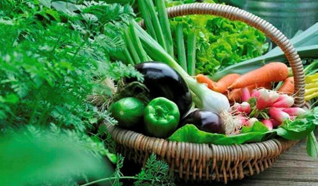 In Rennes, baskets of organic fruits and vegetables distributed free of charge to pregnant women