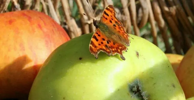 photo  la 25e fête de la pomme aura lieu tout au long du week-end des 19 et 20 octobre.  &copy;  archives le maine libre 