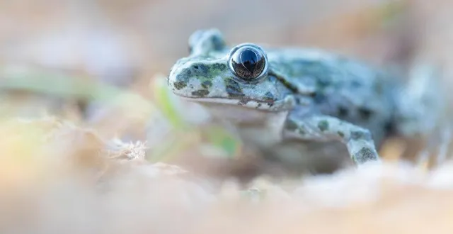 photo  le pélodyte ponctué, aussi appelé crapaud persillé, est présent à la carrière de belle-eau.  &copy;  françoise nimal / cen normandie 