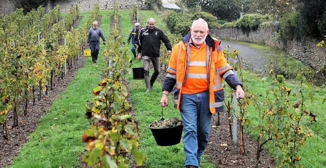 photo  une dizaine de membres de l’association des p’tits vignerons de juigné-sur-sarthe ont participé à la vendange 2024, ce samedi 19 octobre.   &copy;  ouest-france 