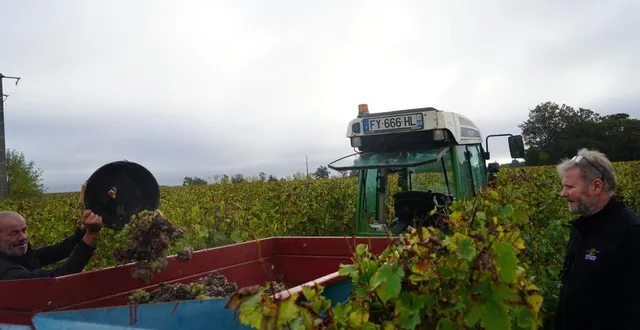 photo  « ce sera un vin sur le fruit, léger, pas trop doux. » stéphane branchereau, au cours d’une vendange sur l’une de ces parcelles à rochefort-sur-loire.  &copy;  ouest-france 