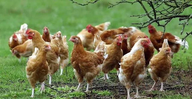 photo  les poules bio seront en vente à duneau.  &copy;  archives le maine libre – denis lambert 