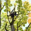 photo « l’écureuil est suspendu à plusieurs mètres de haut, dans un des arbres menacés de l’avenue bollée au mans.