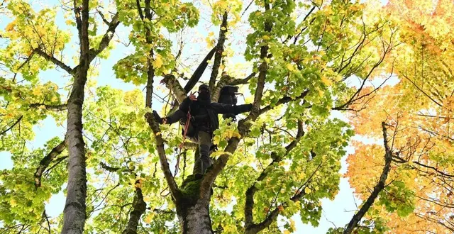 photo  « l’écureuil est suspendu à plusieurs mètres de haut, dans un des arbres menacés de l’avenue bollée au mans.  &copy;  le maine libre - denis lambert 