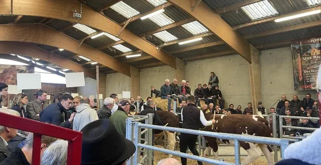 photo  une vente aux enchères de reproducteurs de rouge des prés s’est tenue mercredi 23 octobre, à chenillé-champteussé.  &copy;  ouest-france 