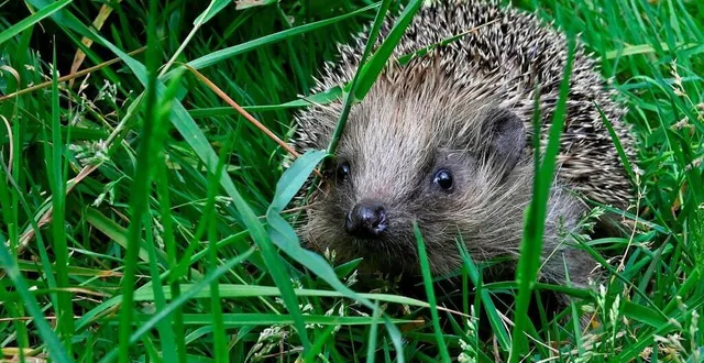 photo  une conférence sur le thème « préserver la faune au jardin » aura lieu à l’abbaye de l’épau d’yvré-l’évêque près du mans (sarhte), jeudi 7 novembre à 19 h.  &copy;  thierry creux / ouest-france 