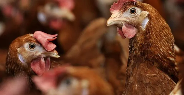 photo  les poules pondeuses sont amenées à l’abattoir à 18 mois.  &copy;  ouest-france archives 