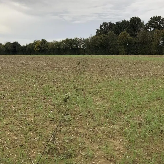 « J’ai repéré plusieurs empreintes » cet éleveur pense que le loup