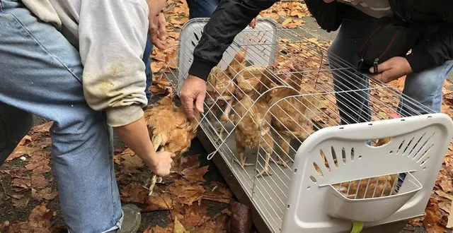 photo  les particuliers réservent le nombre de poules souhaitées avant de venir les chercher.  &copy;  ouest-france 