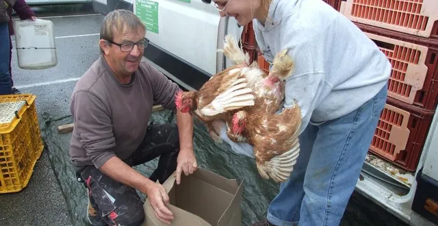photo  ces deux poules connaîtront une nouvelle vie chez leur sauveur.  &copy;  ouest-france 