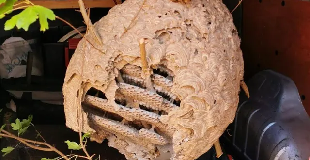 photo  un nid de frelons récupéré à courcelles-la-forêt.  &copy;  jérémy bazeau 